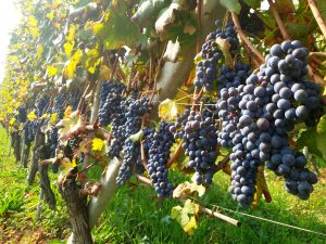 vignes de barolo piémont
