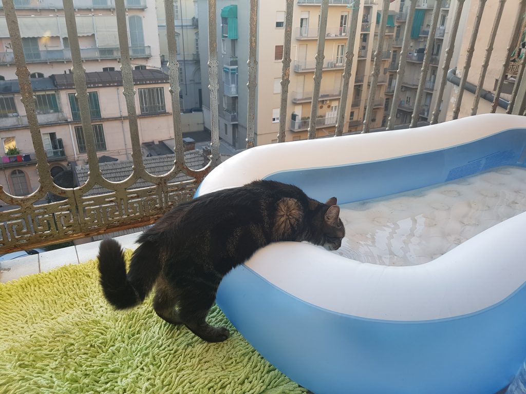 chat qui boit dans une piscine